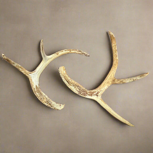 Pair of Naturally Shed Four Point Deer Antlers